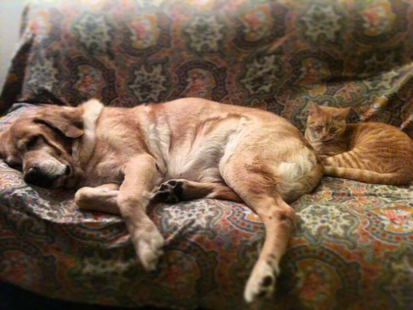 ¿Pueden convivir un gato y un perro? Guía de presentación