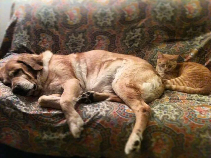 ¿Pueden convivir un gato y un perro? Guía de presentación