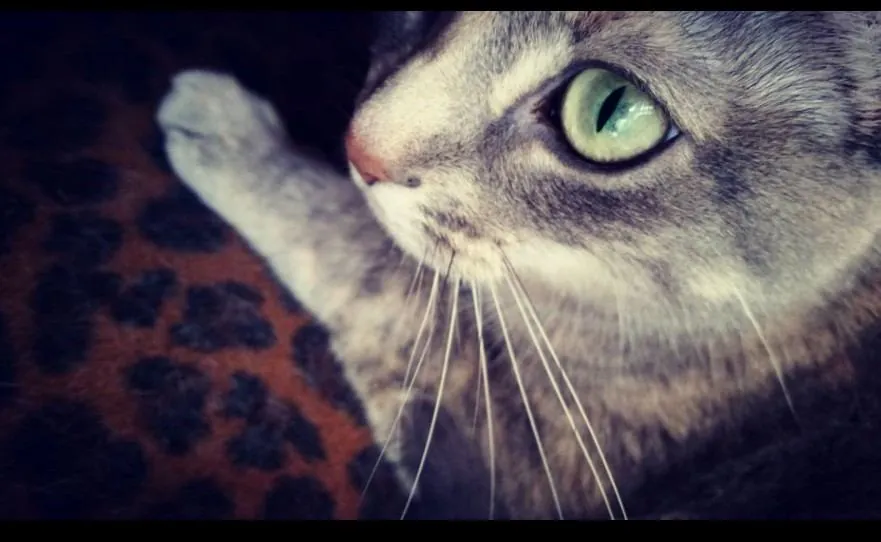 Gato mestizo con genes de Bengalí