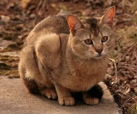 Chausie