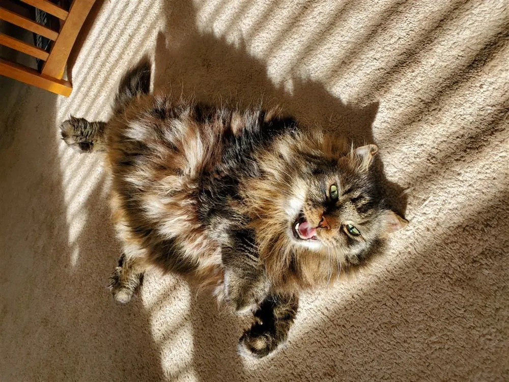 Gato mestizo con genes de Maine Coon
