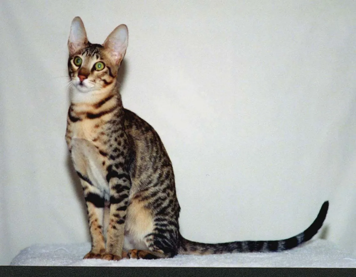 Serengeti (Bengalí x Oriental)