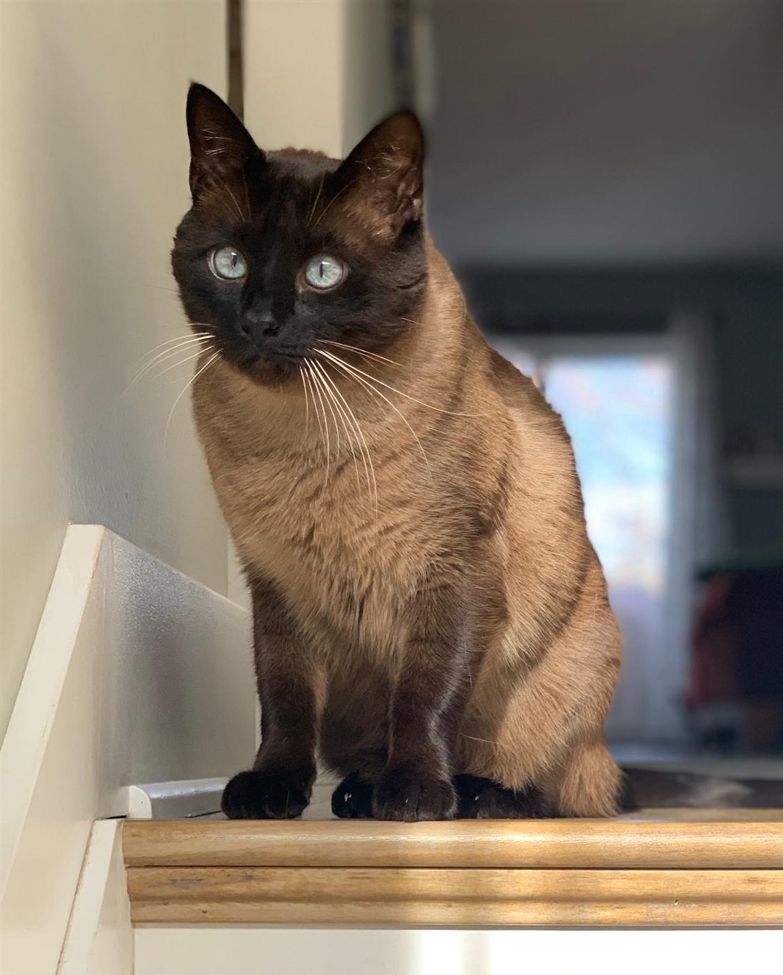 Gato mestizo con genes de Siamés