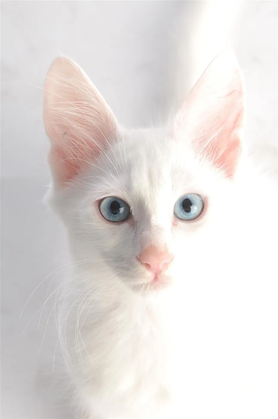 Gato Angora Turco