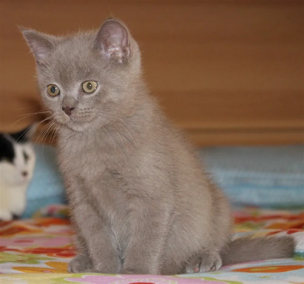 Gato British Shorthair
