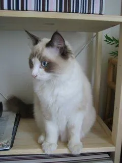 Gato Ragdoll