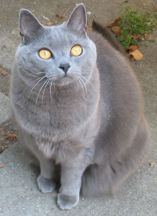 Gato Cartujo