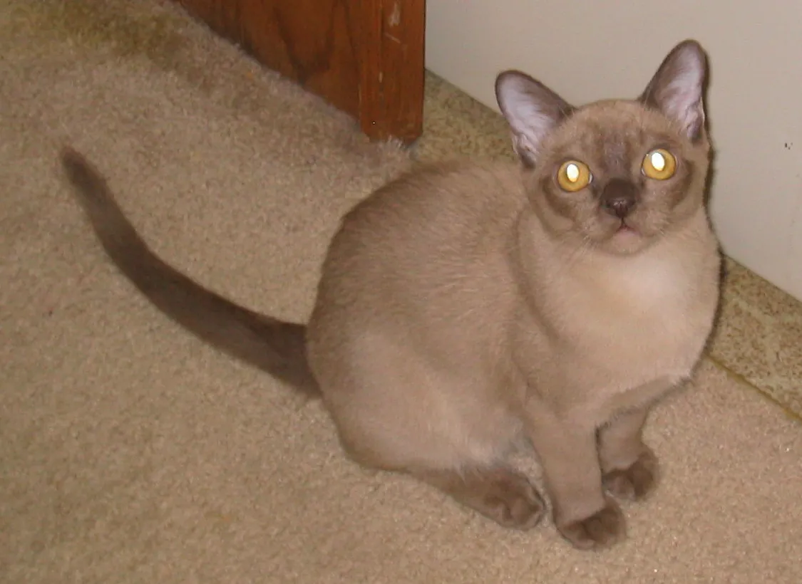 Gato Burmés