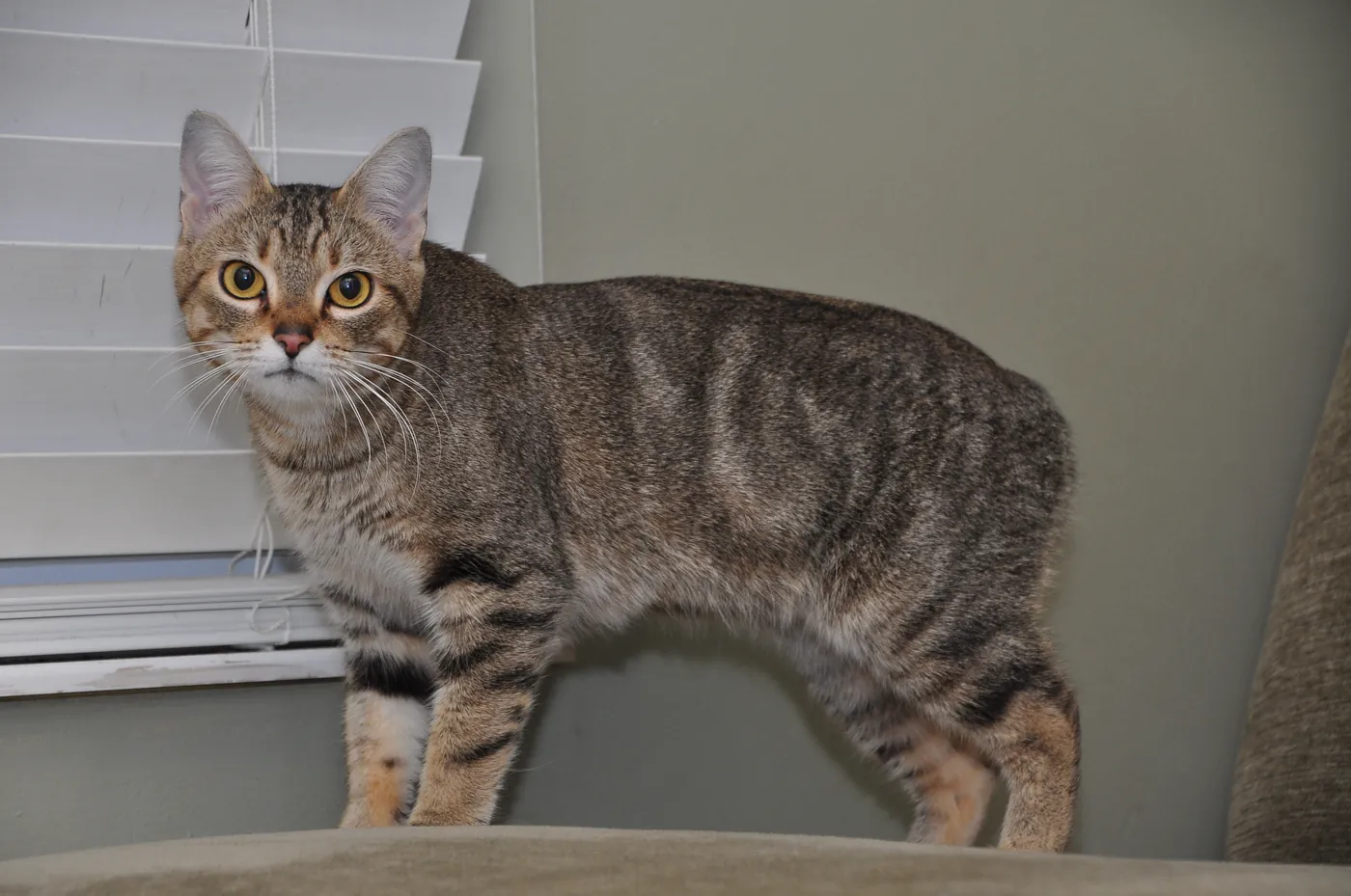 Gato Manx