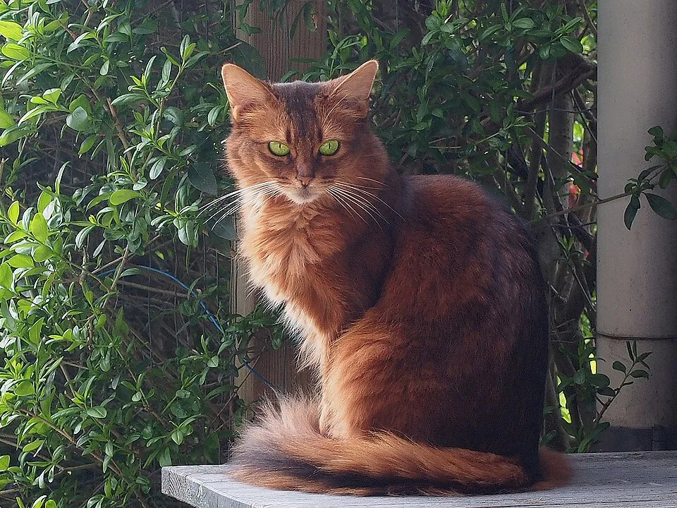 Gato Somalí