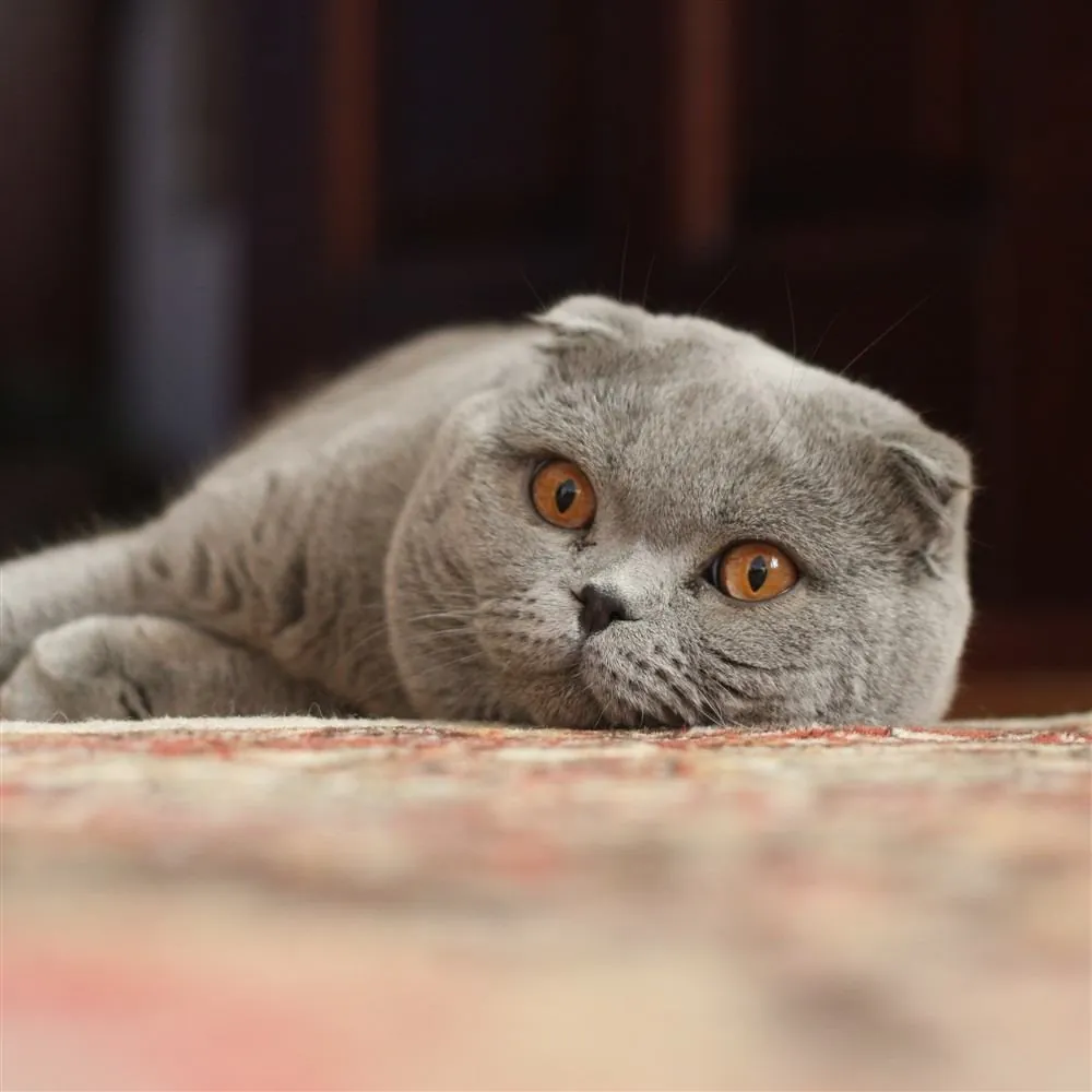 Gato Scottish Fold