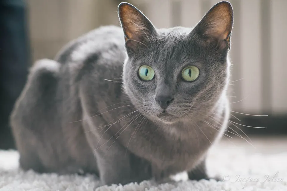 Gato Korat