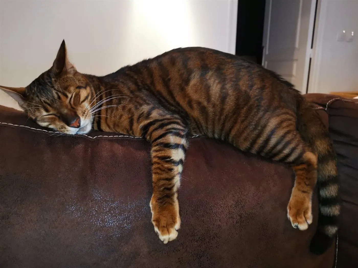 Gato Toyger