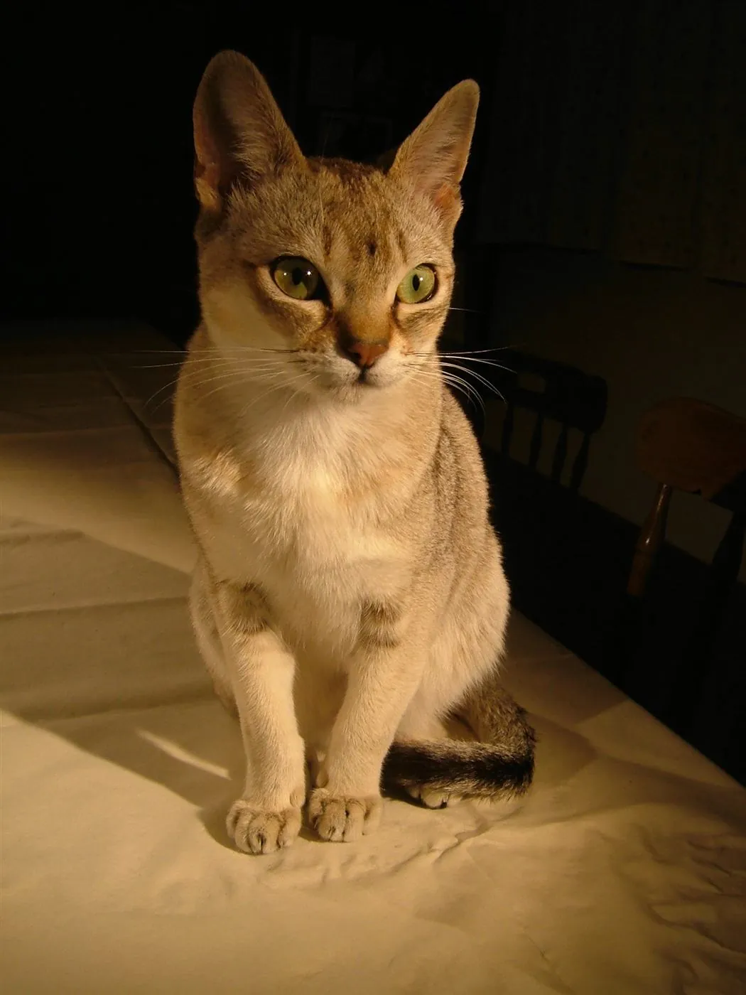Gato Singapura