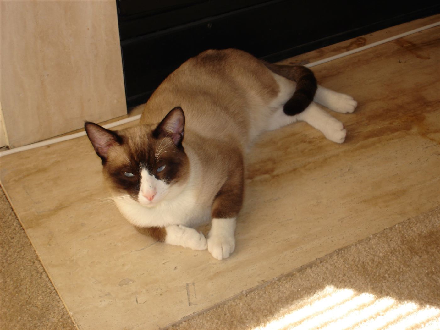 Snowshoe (Siamés x Americano de Pelo Corto)